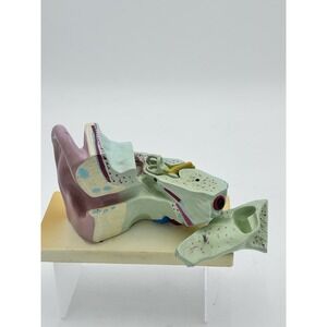 Vintage EAR Educational Model Anatomical Medical‎ Model